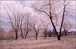 "Near Quigley's Mill / Gibbons Park"  1982