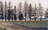 "Row of Pines"  1981
