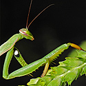 Insects — Bugs - click to advance