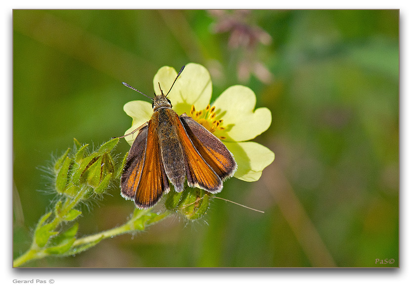 Delaware Skipper Butterfly - click to enlarge image