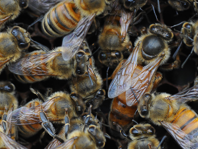 Queen Honey Bee laying eggs with her attendants DSC_7734.JPG - click to enlarge image