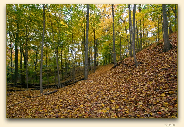 Medway Valley Heritage Forest in autumn colours - click to enlarge image