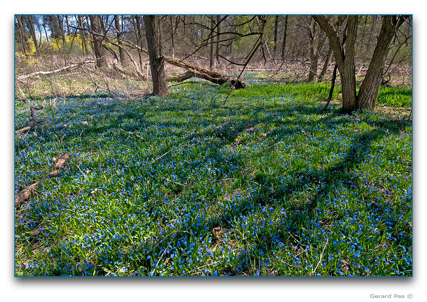 Spring wildflowers next to Sisters of the Precious Blood Monastery - click to enlarge image