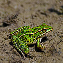 Reptiles - Amphibians -  click to advance