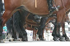 horse mounted Police line up on Times Square