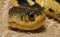 Garter Snake - image stack - click to enlarge