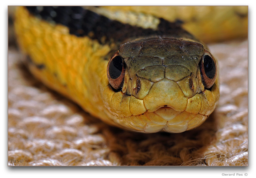 Garter Snake - image stack - click to enlarge image