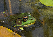 Green Frog - click to enlarge