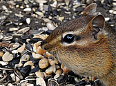 Eastern Chipmunk - click to enlarge