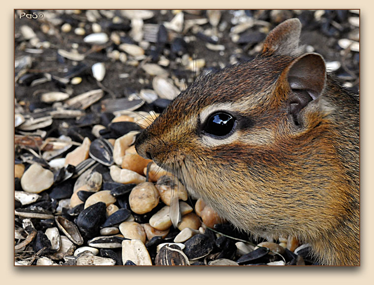 Chipmunk _DSC12179.JPG - click to enlarge image