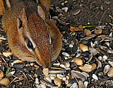 Eastern Chipmunk - click to enlarge