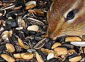 Eastern Chipmunk - click to enlarge