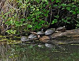 Painted Turtles - click to enlarge