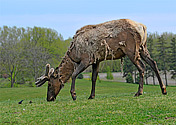 Elk or Wapiti - click to enlarge