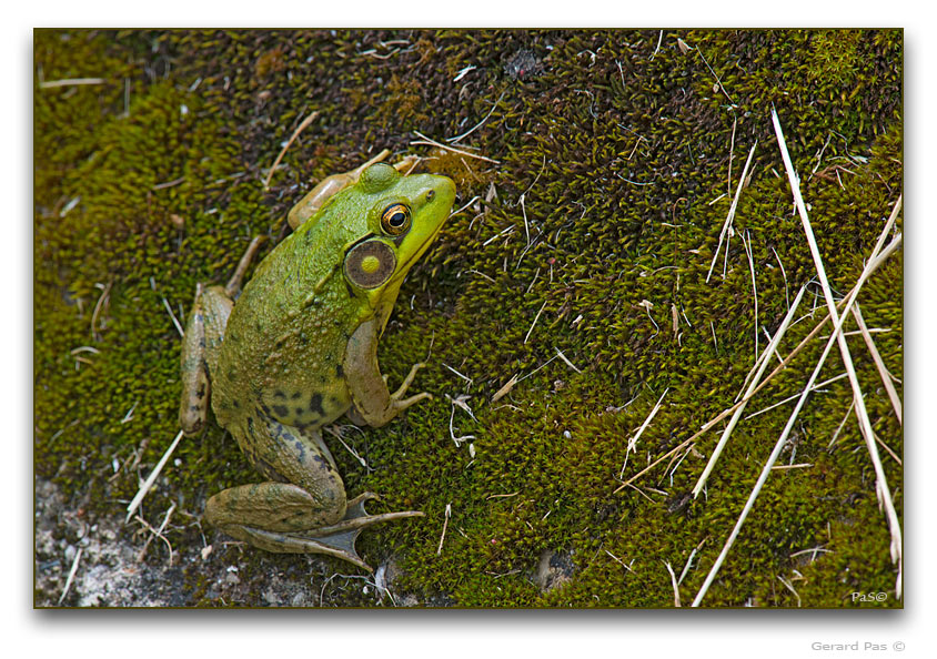 Green Frog - click to enlarge image