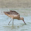 Shorebird and Gulls -  click to advance