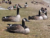 Canada Geese - click to enlarge