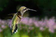 Ruby-throated Hummingbird - click to enlarge