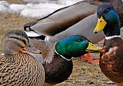 Mallards behaviour (winter) - click to enlarge