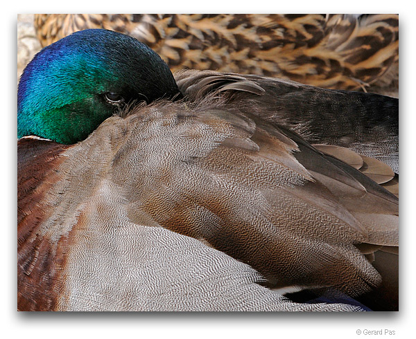 Mallards _DSC1040.JPG EXIF - click to enlarge image