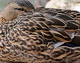 Mallard female - click to enlarge