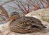 Mallard female - click to enlarge