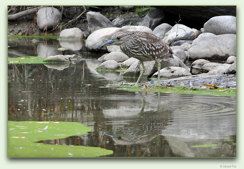 Immature Black-crowned Night Heron _DSC11625.JPG - click to enlarge image