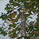 American Goldfinch - click to advance
