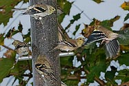 American Goldfinch (detail) - click to advance