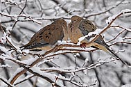 Mourning Dove - click to enlrage