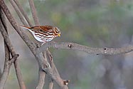 Fox Sparrow - click to enlarge