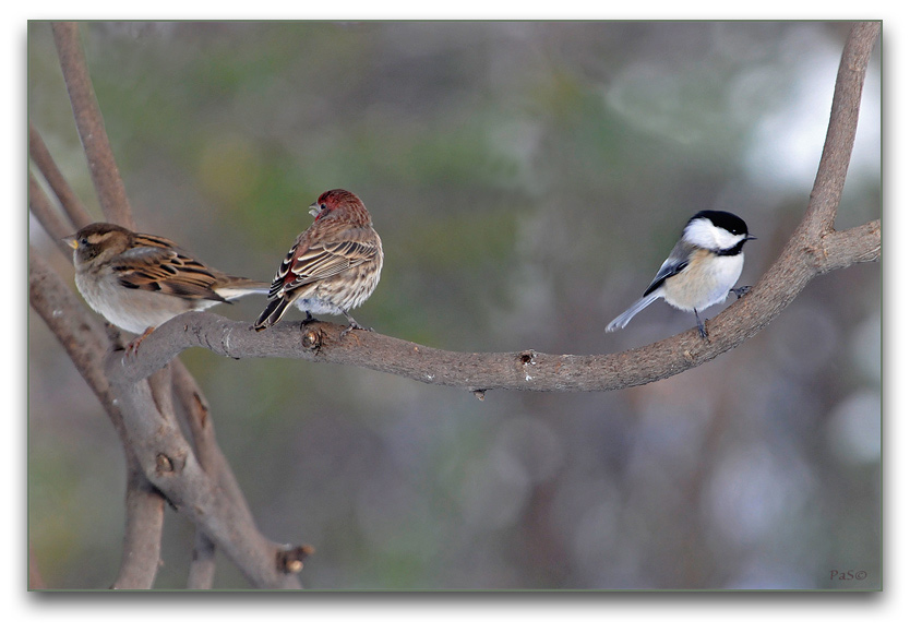 We can all be friends. _DSC13163.JPG - click to enlarge image
