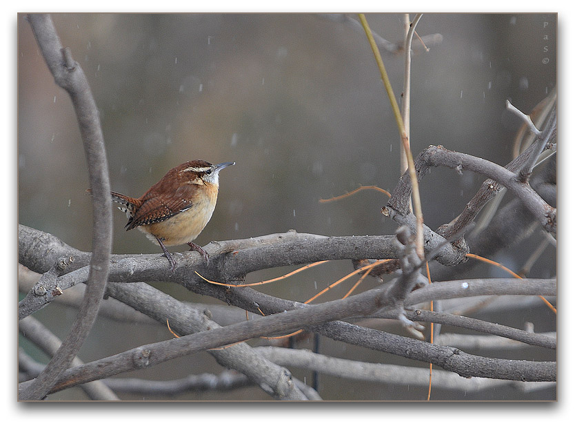 Carolina Wren _DSC13188.JPG - click to enlarge image