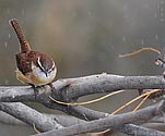 Carolina Wren - click to enlarge