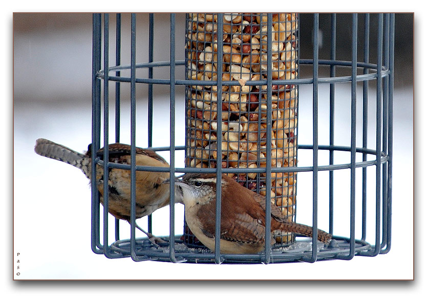 Carolina Wrens _DSC13195.JPG - click to enlarge image