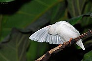 Zebra Finch - click to enlarge