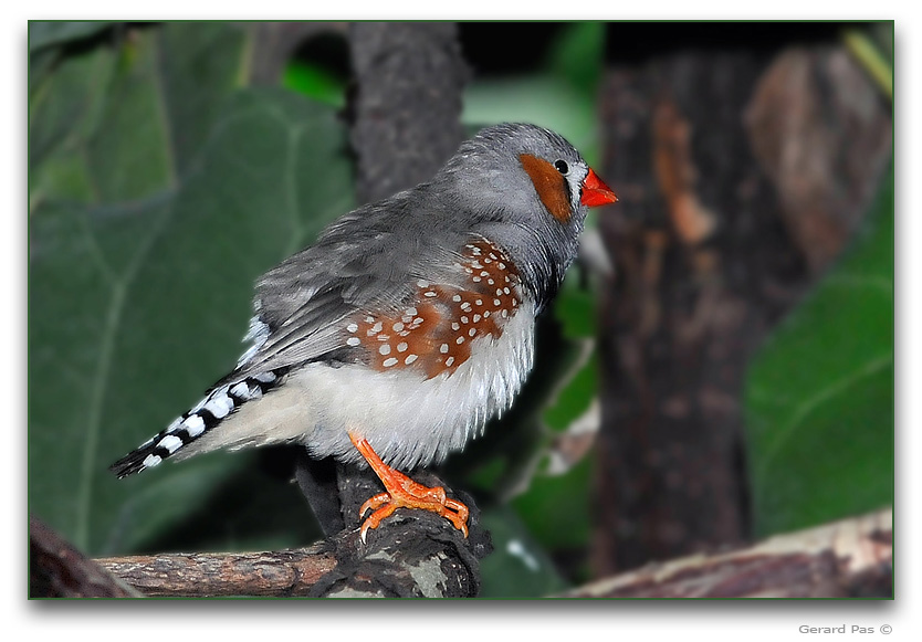 Zebra Finch _DSC13321.JPG - click to enlarge image