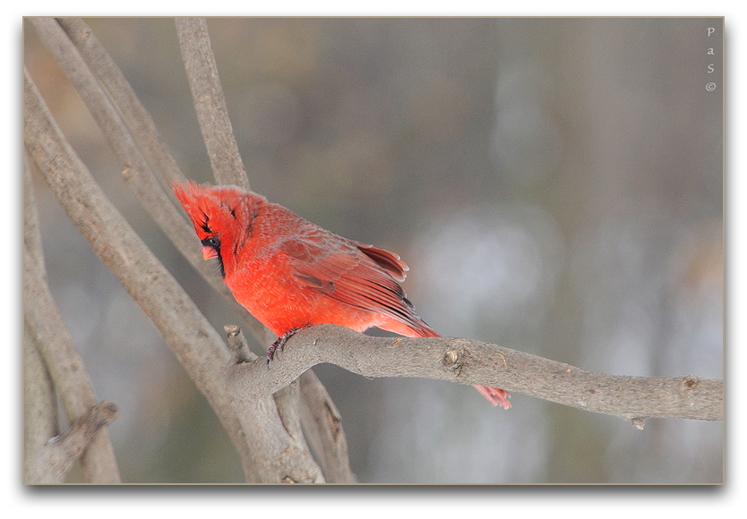 Northern Cardinal _DSC13475.JPG - click to enlarge image