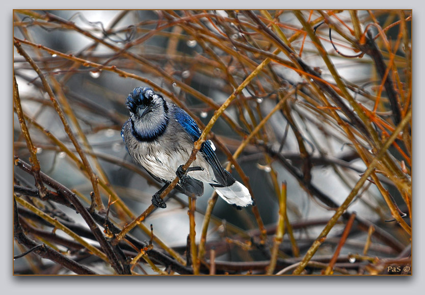 Blue Jay _DSC13560.JPG - click to enlarge image
