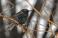 European Starling - click to advance