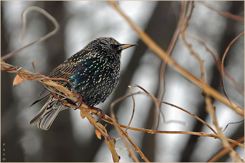 European Starling _DSC13787.JPG - click to enlarge image