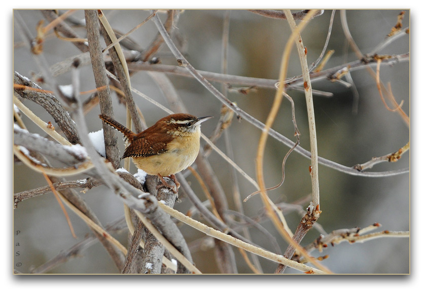 Carolina Wren _DSC13952.JPG - click to enlarge image