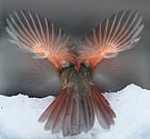 Northern Cardinal (female) - click to enlarge