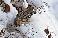 Pine Siskin - click to enlarge