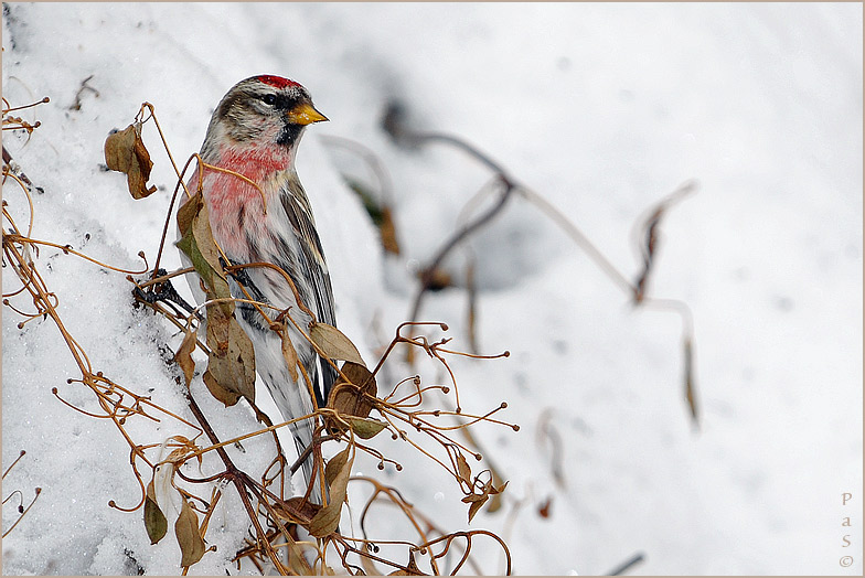 Common Redpoll _DSC14353.JPG - click to enlarge image