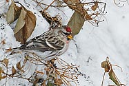 Common Redpoll - click to enlarge