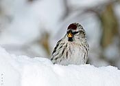 Common Redpoll - click to enlarge