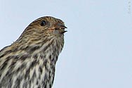 Pine Siskin - click to enlarge