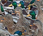 Mallards behaviour (winter) - click to enlarge