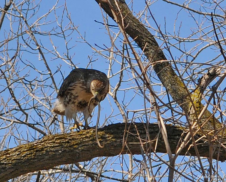 Red-tailed Hawk _DSC1625.JPG - click for a higher resolution image